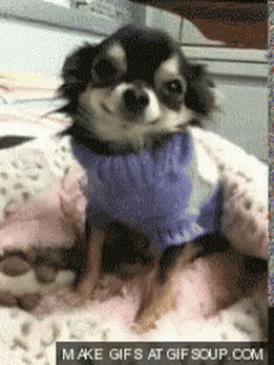 Small Black And White Dog In Blue Sweater Lying On Bed GIF