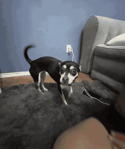 Small Black And White Dog Standing GIF