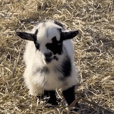 Small Black And White Goat Standing In Hay GIF
