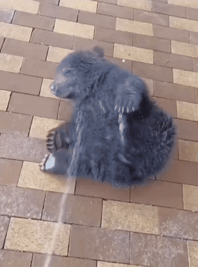 Small Black Bear Laying On Brick Floor GIF