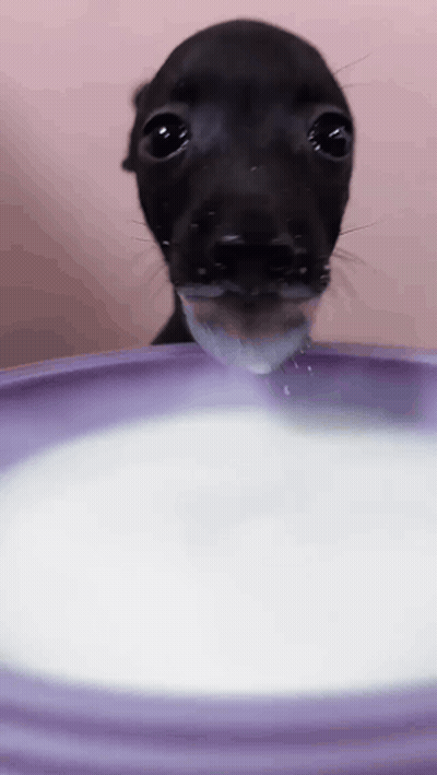 Small Black Dog Drinking Milk From Purple Bowl GIF