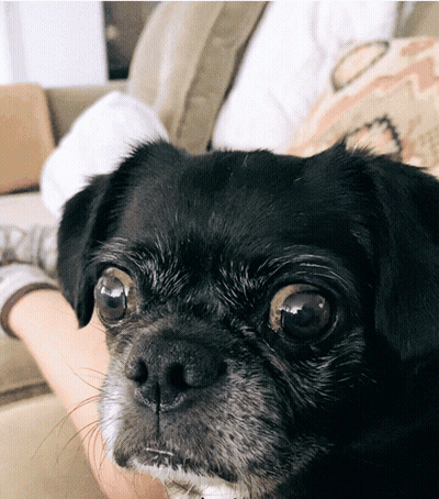 Small Black Dog Laying On Couch With Person GIF