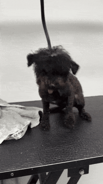 Small Black Dog Sitting On Black Table GIF