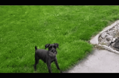 Small Black Dog Standing In Grass Near Path GIF