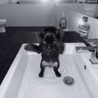 Small Black Dog Standing In Sink Next To Mouthwash GIF