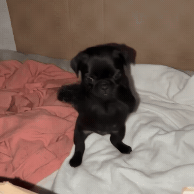 Small Black Dog Standing On Hind Legs GIF