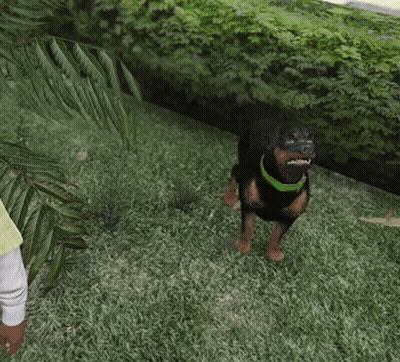 Small Black Dog With Green Collar In Field GIF