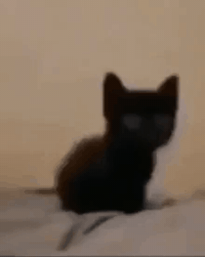 Small Black Kitten Sitting On Bed GIF