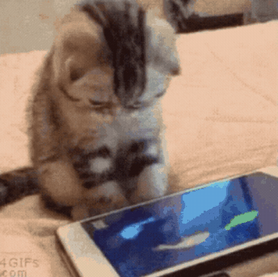 Small Black Kitten Sitting On Bed GIF