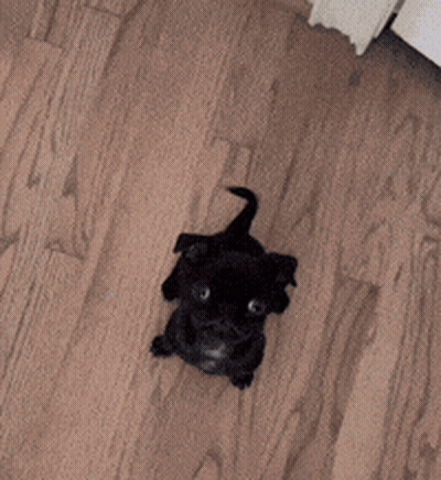 Small Black Pug Puppy Sitting Looking Up GIF