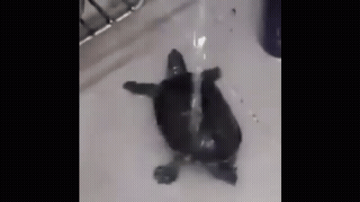 Small Black Turtle In Sink With Running Water GIF