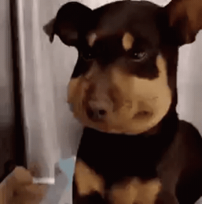 Small Brown And Black Dog Next To Person GIF