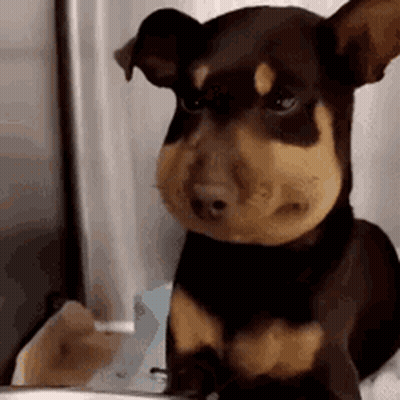 Small Brown And Black Dog Sitting GIF
