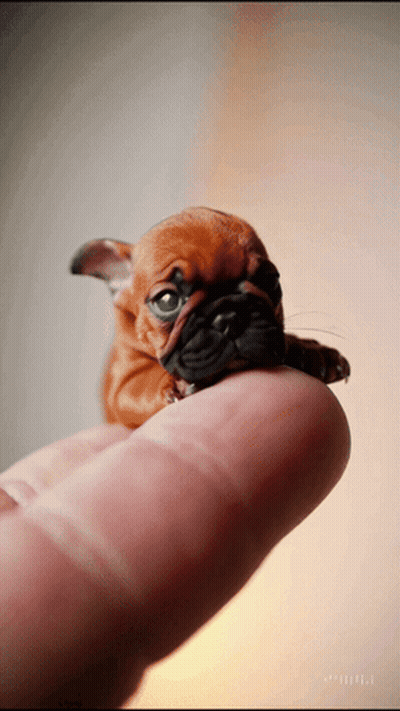 Small Brown And Black Puppy Sitting On Finger GIF
