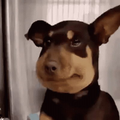 Small Brown And Tan Dog Making Funny Face GIF