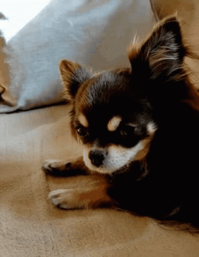 Small Brown And White Chihuahua Laying On Floor GIF