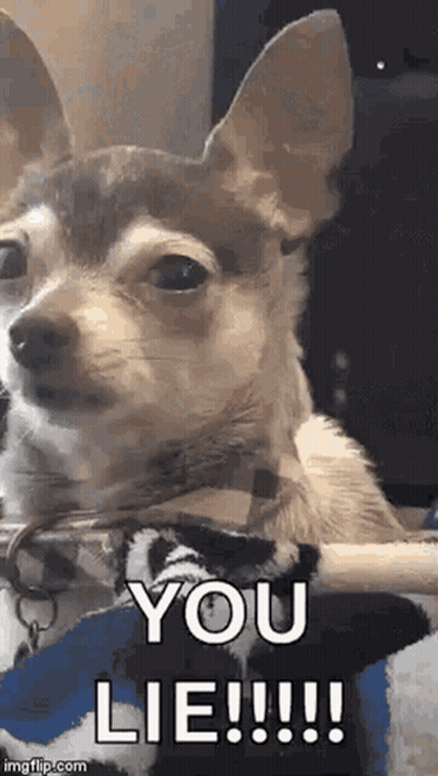 Small Brown And White Chihuahua Sitting On Lap GIF