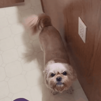 Small Brown And White Dog Beside Electrical Outlet GIF