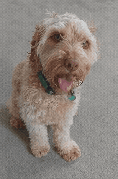 Small Brown And White Dog Holding Hand GIF