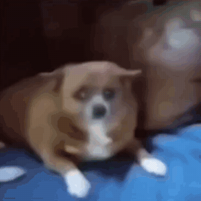 Small Brown And White Dog Laying On Blue Blanket GIF