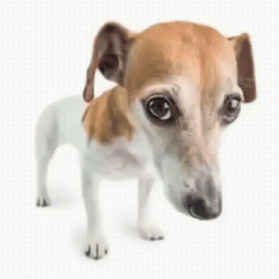 Small Brown And White Dog Looking At Camera GIF