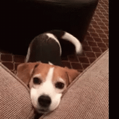 Small Brown And White Dog Lying On Couch GIF