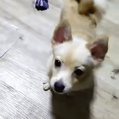 Small Brown And White Dog Lying On Floor GIF