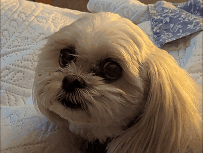 Small Brown And White Dog Saying Who Knows What's Going On Crazy Times GIF