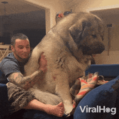 Small Brown And White Dog Sitting In Car Seat GIF