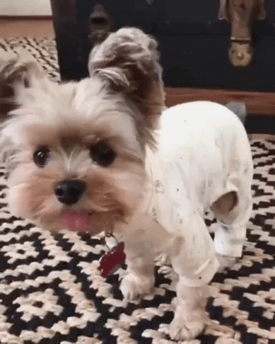Small Brown And White Dog Wearing White Shirt On Rug GIF