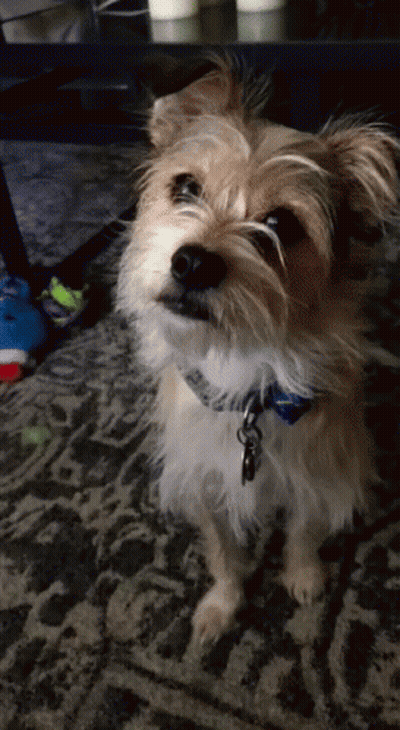 Small Brown And White Dog With Blue Collar GIF
