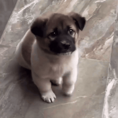 Small Brown And White Puppy Standing On Tiled Floor GIF