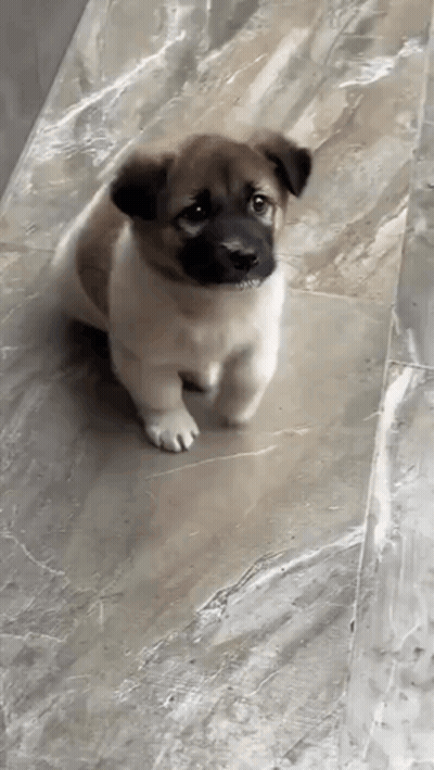 Small Brown And White Puppy Standing On Tiled Floor GIF