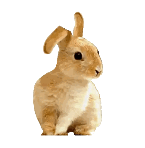 Small Brown And White Rabbit Sitting Sticker