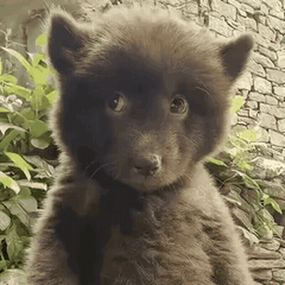 Small Brown Bear Puppy Sitting In Front Of Stone Wall GIF