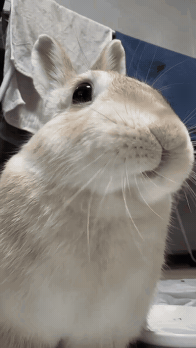 Small Brown Bunny On Striped Blanket Post This Bnuy The 27Th GIF