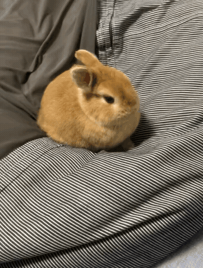 Small Brown Bunny Sitting GIF
