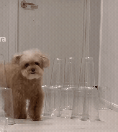 Small Brown Dog In Front Of Cups GIF