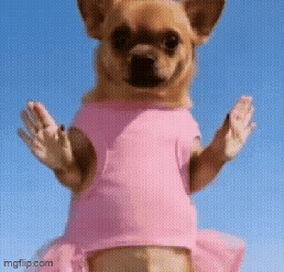 Small Brown Dog In Pink Shirt And Tutu GIF