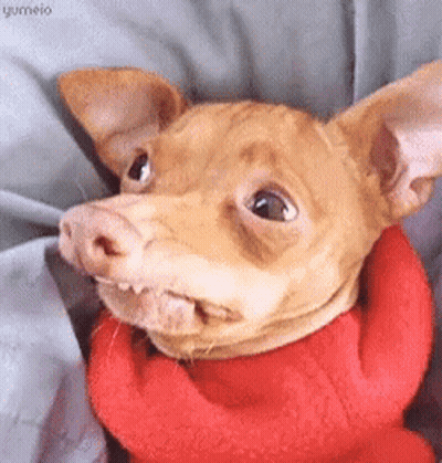 Small Brown Dog In Red Sweater Funny Face GIF