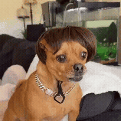 Small Brown Dog In Wig And Chain On Bed GIF