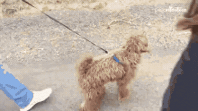 Small Brown Dog Jumping On Leash GIF