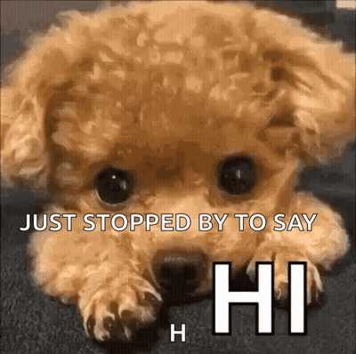 Small Brown Dog Laying Down Says Just Stopped By To Say Hi GIF