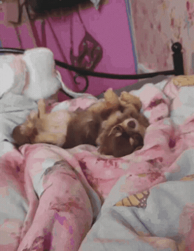 Small Brown Dog Laying On Bed With Pink Blanket GIF