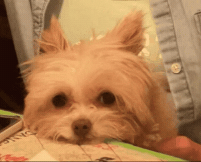 Small Brown Dog Laying On Table GIF