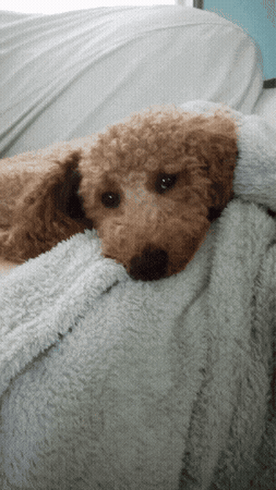Small Brown Dog Laying On White Blanket GIF