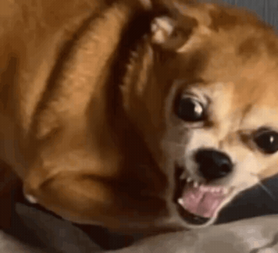 Small Brown Dog Laying With Open Mouth GIF