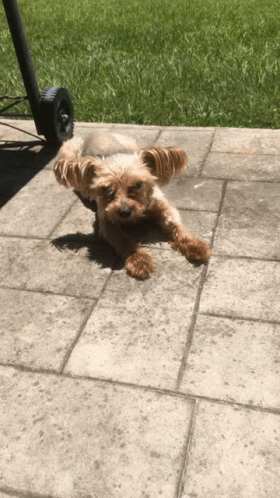 Small Brown Dog Lying On Brick Patio GIF