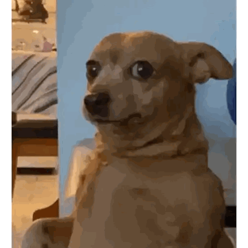 Small Brown Dog Making Funny Face Sticker