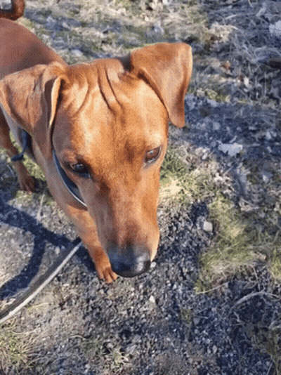 Small Brown Dog On Leash Looking Up GIF